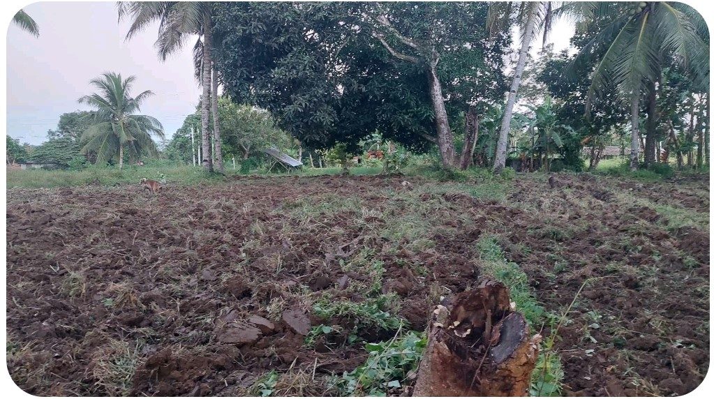 Farmland-Aborlan-3